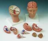 C25: Cervello, con arterie, con testa, in 8 parti